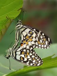 Common sailer is one of the common butterflies seen in kerala. Lime Butterfly Papilio Demoleus Mating In Kadavoor Kerala India Butterfly Photos Butterfly Beautiful Butterflies