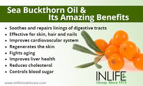 However, the wealth of nutrients within sea buckthorn have been studied individually. Top 16 Uses And Benefits Of Sea Buckthorn Oil