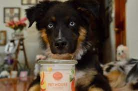 Proven tips from dog experts that has worked for more than 875,000 dog owners worldwide. 21 Things That Ll Keep Your House From Smelling Like Your Pet