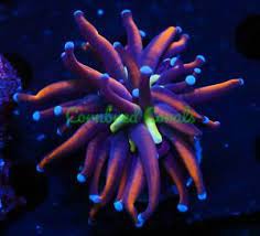 Green edge gold hammer $ 100.00. Torch Coral For Sale In Stock Ebay