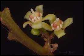 Image result for Lepisanthes senegalensis