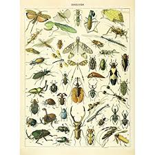 amazon com meishe art vintage poster print insects