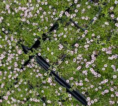 Image result for Phyla nodiflora