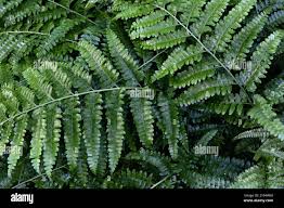 Image result for Microlepia