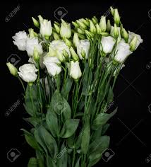 Discover hundreds of ways to save on your favorite products. Beautiful Bouquet Of White Lisianthus Flowers On A Black Background Stock Photo Picture And Royalty Free Image Image 147695161