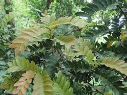 Image result for Haplocoelum foliolosum