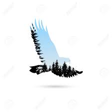 Silhouette Of Eagle With Coniferous Trees On The Background Of Royalty Free Cliparts Vectors And Stock Illustration Image 89016544 Bald eagle perched on tree branch vocalizing @ sunrise w/chilkat. silhouette of eagle with coniferous trees on the background of