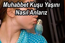 Muhabbet Kusu Yas Tahmini