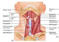 Human body muscle system, the muscles of the human body that work the skeletal system, that are under voluntary control, and that are concerned with movement, posture sternocleidomastoid the sternocleidomastoid is a muscle in the neck region, often classified with the lateral cervical muscles. Chapter 10 The Muscular System Muscular System Muscles Of The Neck Dental Hygiene School