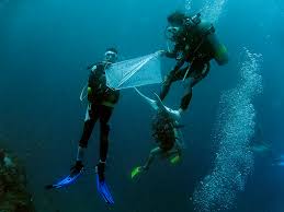 Diving Maldives 2012121116_0017