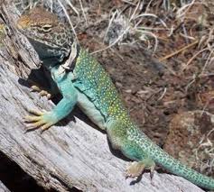Arizona Lizard Black And White Tail Oklahoma State Reptile Collared Lizard Lizard Reptiles Reptiles And Amphibians