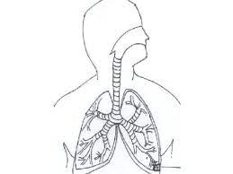 Plus, it's an easy way to celebrate each season or special holidays. Respiratory System Coloring Page Coloring Home