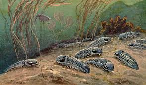 Trilobites made a sudden appearance in the fossil record. 500 Million Year Old Fossil Discovered In Salamanca The Local