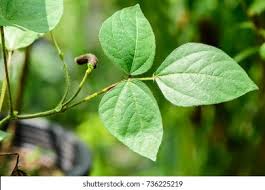 Image result for Vigna radicans