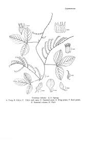 Image result for Teramnus labialis