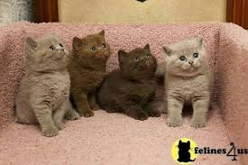Live Love Rescue Dogs Slouchy Tee Cats British Shorthair Kittens Kittens