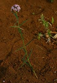 Image result for Margaretta rosea