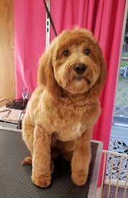 It is a cross between the labrador retriever and bennett the labradoodle at 3 1/2 years old. Evelyne S First Haircut Lady In Pink Grooming Facebook