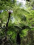 Image result for Cyathea mildbraedii