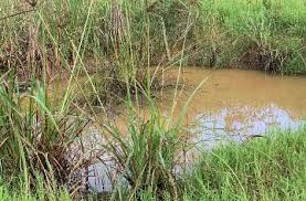 Image result for Blepharis reekmansii