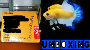 Badan ikan yang bagus itu memiliki bentuk full pressed body, alias ramping dan di ujung ekornya biasanya ada cekungan halus dari mulai ujung badan sampai samping perut. Unboxing Ikan Cupang Hias Warna Langka Marbel Blue Rim Yellow Youtube