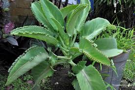 Maybe you would like to learn more about one of these? Perkembangbiakan Vegetatif Pada Tumbuhan Angiospermae Materi Kimia