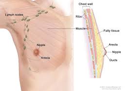 About 40,610 women will die from breast cancer. Breast Cancer Huntsman Cancer Institute
