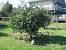 Full Grown Dwarf Lime Tree