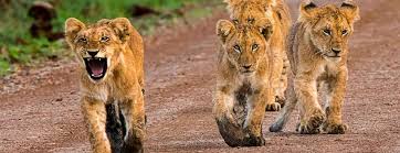 Both kenya and tanzania offer an amazing safari experience but which destination is best? 8 Days Kenya Tanzania Safari Luxury Uganda Holidays