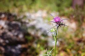Maybe you would like to learn more about one of these? Prickly Purple Puff Ball Like Flower Or Weed Photograph By Jan Pavlovski