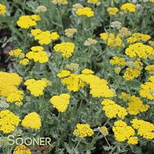Image result for Achillea millefolium