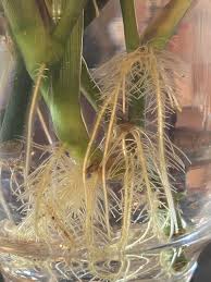 Place in water and wait. Day 15 Water Propagation Maranta Roots I Think I Have My Rooting Technique Almost Perfected Proplifting