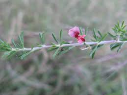 Image result for Indigofera vicioides