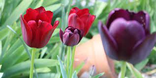 Tulpen sind eine bereicherung für jeden garten: Tulpen Pflanzen Tulpenblute Tulpenpflege