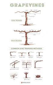 Learn how to build a diy trellis for a fraction of the cost. Diy Grape Vine Trellis How To Build A Homemade Arbor In The Backyard