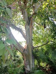 Image result for Eucalyptus torelliana