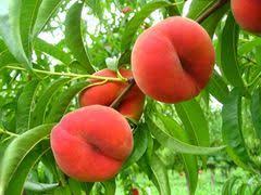 Pin On Growing Fruit Trees