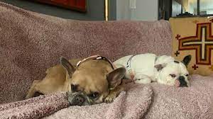 He was walking lady gaga's three dogs — named asia, koji and gustav — in hollywood just off the famed sunset boulevard when he was attacked. Lapd Lady Gaga S Dogs Recovered Safely After Violent Hollywood Robbery That Left Walker Wounded Ktla