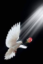 Nature Birds And Flowers Wallpaper Pin By Cliffandmaryking On Nature Dove Pictures Dove Images Beautiful Nature Wallpaper