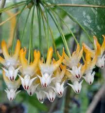 Image result for hoya multiflora