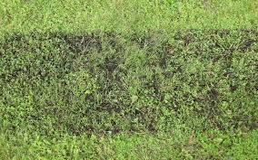 Topsoil is the layer on top of the subsoil, and it sometimes differs because it has a high amount of organic matter, is nutrient rich, and has low salts. Topdressing A Lawn How Why Techniques Benefits And Smart Tips