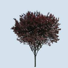 When your new plum trees come into blossom it might be assumed that a good crop will follow. Thundercloud Purple Leaf Flowering Plum Tree Bob Wells Nursery U S Shipping