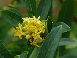 Image result for Gnidia glauca