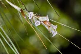 Image result for Philyrophyllum