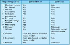We did not find results for: Bandingkan Struktur Sel Hewan Dan Sel Tumbuhan Brainly Co Id