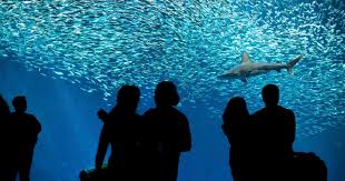 Maybe you would like to learn more about one of these? 10 Best Aquariums In The World Budget Travel