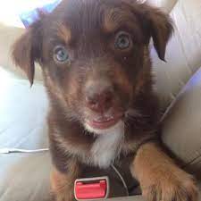 Will My Puppy Have Blue Eyes Or Will They Change