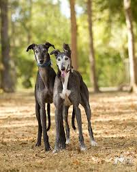 Anthony farrell & andrew trube. Day 241 Pair Of Black Greyhounds Grey Hound Dog Greyhound Hound Dog