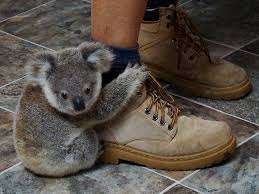 A Boot Koala Baby Koala Cute Animals Baby Animals
