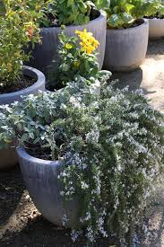 Image result for rosemary container